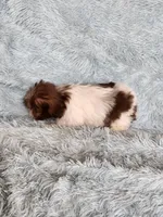 April, a female Shih Tzu for sale in Morgantown, KY – Photo 5 of 9