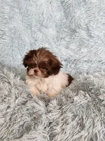 April, a female Shih Tzu for sale in Morgantown, KY – Photo 8 of 9