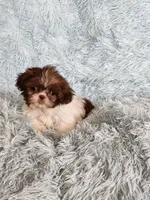 April, a female Shih Tzu for sale in Morgantown, KY – Photo 6 of 9