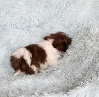 April, a female Shih Tzu for sale in Morgantown, KY – Photo 1 of 9