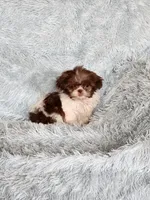 April, a female Shih Tzu for sale in Morgantown, KY – Photo 7 of 9