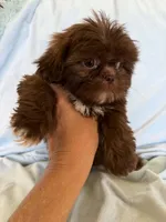 Milo, a male Shih Tzu for sale in Morgantown, KY – 5 of 6