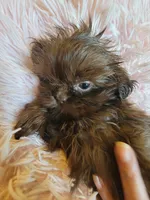 Annie, a female Shih Tzu for sale in Morgantown, KY – 5 of 10