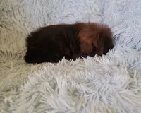 Colelow, a male Shih Tzu for sale in Morgantown, KY – 7 of 10