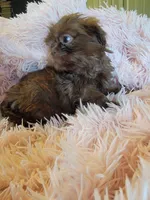 Lady, a female Shih Tzu for sale in Morgantown, KY – 6 of 10