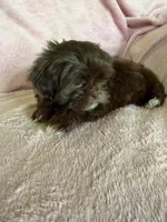 Pammy, a female Shih Tzu for sale in Morgantown, KY – 5 of 7