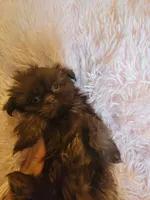 Annie, a female Shih Tzu for sale in Morgantown, KY – 4 of 10