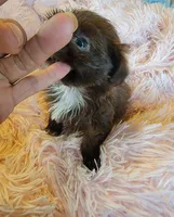 Tiny, a female Shih Tzu for sale in Morgantown, KY – 3 of 10