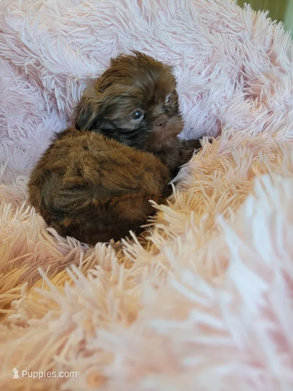 Lady – Shih Tzu puppy for sale in Morgantown, KY