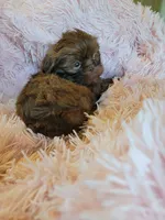 Lady, a female Shih Tzu for sale in Morgantown, KY – 1 of 10