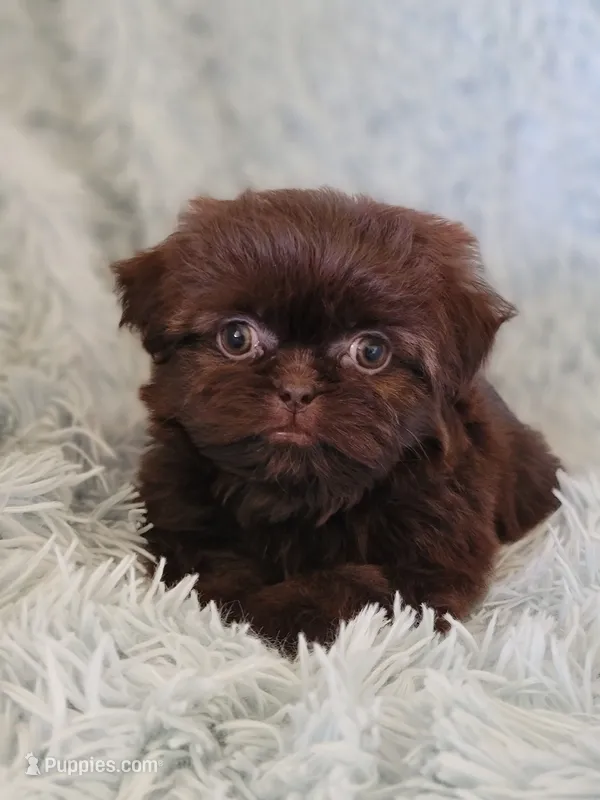 Coco – Shih Tzu puppy for sale in Morgantown, KY
