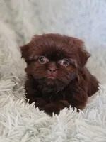 Coco, a male Shih Tzu for sale in Morgantown, KY – 1 of 5