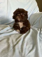 Duster, a male Shih Tzu for sale in Morgantown, KY – 2 of 5