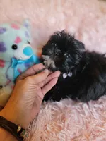 Wavie, a female Shih Tzu for sale in Morgantown, KY – 8 of 10