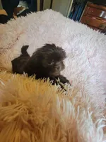 Avia, a female Shih Tzu for sale in Morgantown, KY – 4 of 10