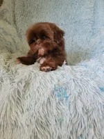Joe, a male Shih Tzu for sale in Morgantown, KY – 4 of 6