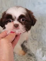 Bandent, a male Shih Tzu for sale in Morgantown, KY – 4 of 6
