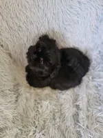 Mobie, a male Shih Tzu for sale in Morgantown, KY – 3 of 6