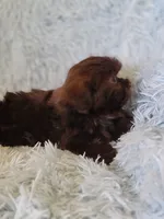 Coco, a male Shih Tzu for sale in Morgantown, KY – 2 of 5