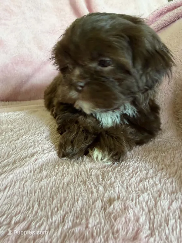 Topper – Shih Tzu puppy for sale in Morgantown, KY