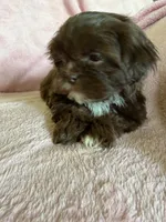 Sadie, a female Shih Tzu for sale in Morgantown, KY – 4 of 5