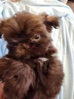 Joe, a male Shih Tzu for sale in Morgantown, KY – Photo 8 of 10