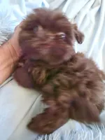 Joe, a male Shih Tzu for sale in Morgantown, KY – Photo 1 of 10