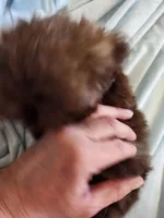 Joe, a male Shih Tzu for sale in Morgantown, KY – Photo 5 of 10