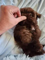 Joe, a male Shih Tzu for sale in Morgantown, KY – Photo 7 of 10