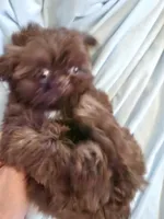 Joe, a male Shih Tzu for sale in Morgantown, KY – Photo 2 of 10