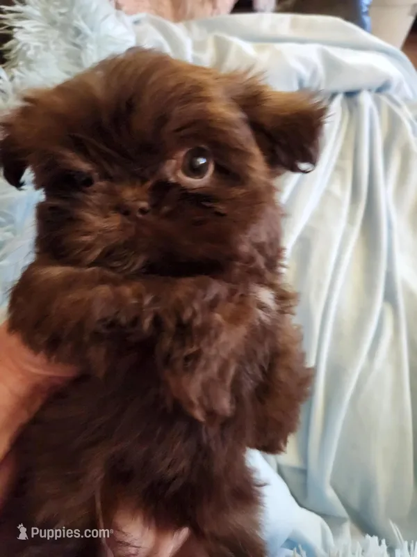 Joe – Shih Tzu puppy for sale in Morgantown, KY