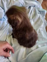 Joe, a male Shih Tzu for sale in Morgantown, KY – Photo 10 of 10