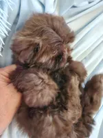 Joe, a male Shih Tzu for sale in Morgantown, KY – Photo 3 of 10