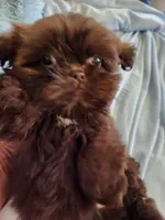 Joe, a male Shih Tzu for sale in Morgantown, KY – Photo 6 of 10