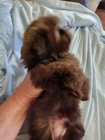 Joe, a male Shih Tzu for sale in Morgantown, KY – Photo 4 of 10