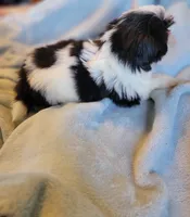 Mikey, a male Shih Tzu for sale in Morgantown, KY – 3 of 10