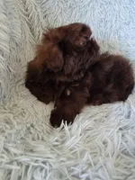 Colelow, a male Shih Tzu for sale in Morgantown, KY – 6 of 10