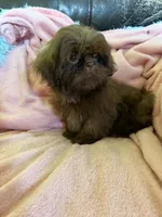 Sadie, a female Shih Tzu for sale in Morgantown, KY – 3 of 6