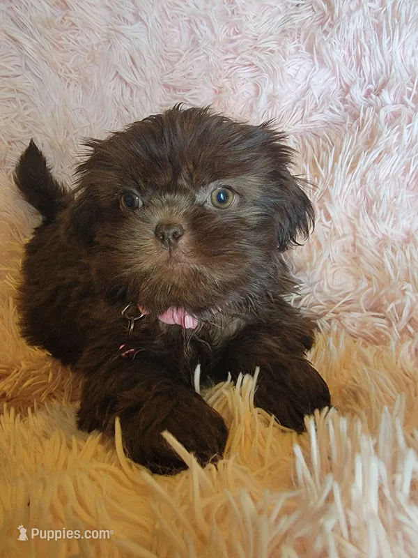 Avia – Shih Tzu puppy for sale in Morgantown, KY
