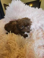 Candy, a female Shih Tzu for sale in Morgantown, KY – 3 of 10