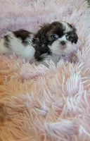 Honey, a female Shih Tzu for sale in Morgantown, KY – 9 of 10