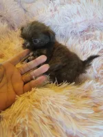 Tiny, a female Shih Tzu for sale in Morgantown, KY – 6 of 10
