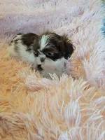 Honey, a female Shih Tzu for sale in Morgantown, KY – 8 of 10