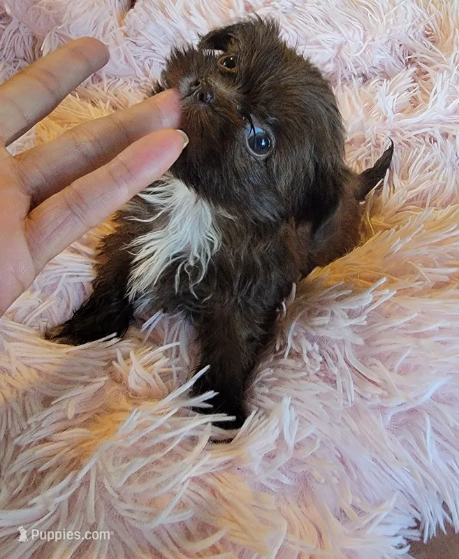 Tiny – Shih Tzu puppy for sale in Morgantown, KY