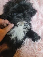 Wavie, a female Shih Tzu for sale in Morgantown, KY – 2 of 10