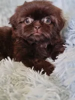 Coco, a male Shih Tzu for sale in Morgantown, KY – 5 of 5