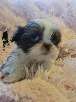 Baby, a female Shih Tzu for sale in Morgantown, KY – 10 of 10
