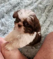 Rovie, a male Shih Tzu for sale in Morgantown, KY – Photo 3 of 10