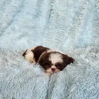 Rovie, a male Shih Tzu for sale in Morgantown, KY – Photo 5 of 10