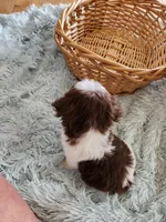 Rovie, a male Shih Tzu for sale in Morgantown, KY – Photo 8 of 10